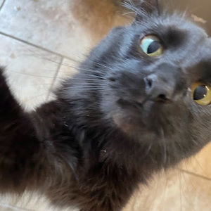 Meet your Posher, Leigha